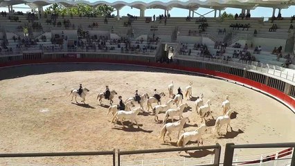 Pescalune 2020  dans les arènes  de Lunel