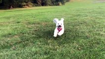Adorable puppies having so much fun