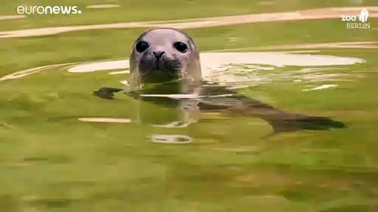 Süßer Robbennachwuchs im Berliner Zoo