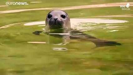 Süßer Robbennachwuchs im Berliner Zoo