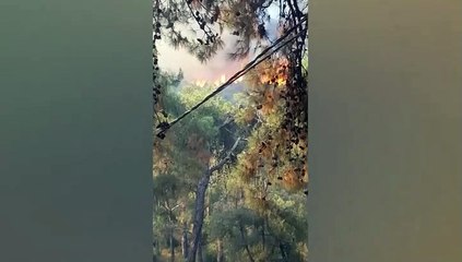 Heybeliada'da orman yangını!