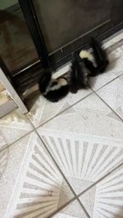 Baby Skunks Mistake Man for Mama