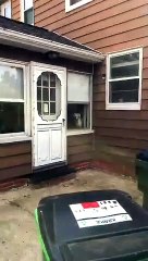 Un chien de garde très efficace