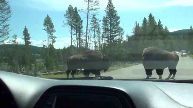 Cet automobiliste tombe sur des bisons très en colère en pleine route