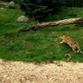 Un héron a la mauvaise idée de se poser dans l'enclos des tigres