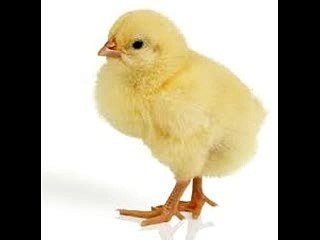 Boy feared by a chick_Funny boy