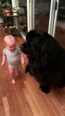 Baby Snuggles into Giant Best Friend