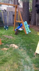 Bear Family Having Fun on Backyard Play Equipment