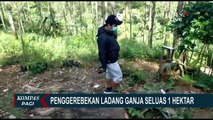 Polisi Lakukan Penggerebekan Ladang Ganja Seluas 1 Hektar di Bandung