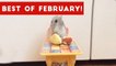 Funniest Pet Reactions & Bloopers of February 2017 _ Funny Pet Videos