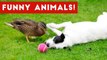 Animals are so funny that you will die laughing Weekly Compilation 2017 _ Funny Pet Videos