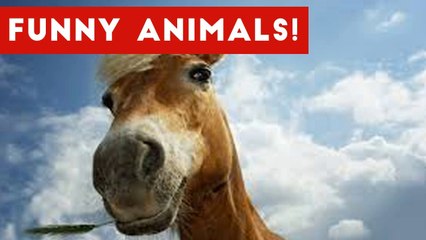 Funniest Pet Clips, Bloopers & Moments Caught On Tape 2017 _ Funny Pet Videos
