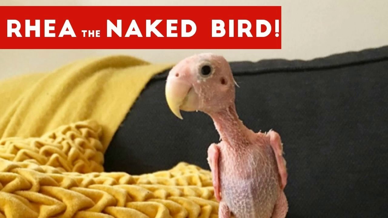 Funniest Rhea The Naked Birdie Weekly Viral Video Compilation _ Funny Pet Videos