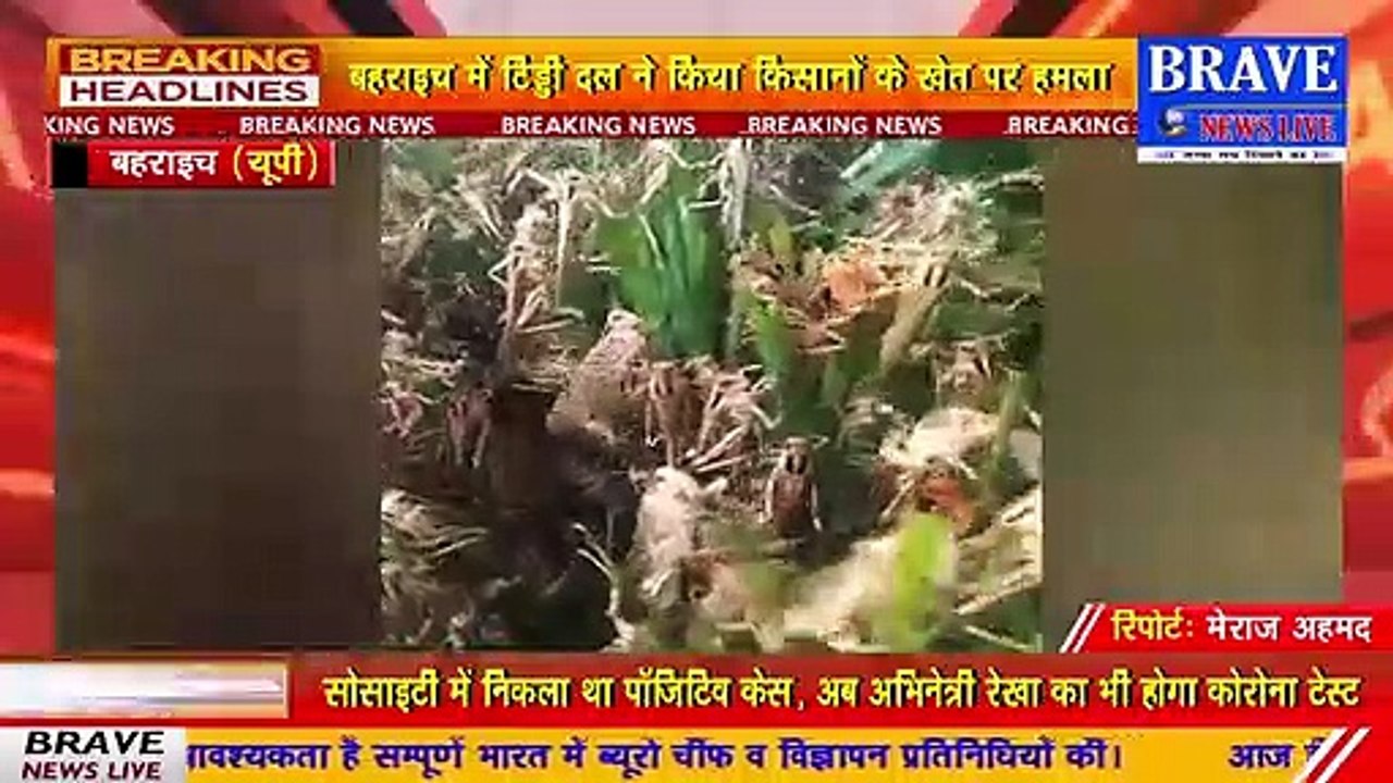 बहराइच में टिड्डी दल का आतंक, किसानों में दहशत का माहौल | BRAVE NEWS LIVE