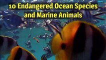 Endangered Ocean Species and Marine Animals