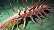 10 Horrifying Prehistoric Creatures That Lived 500 Million Years Ago