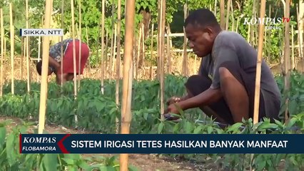 Petani Milenial di Sikka Kembangkan Sistem Irigasi Tetes Gunakan Smartphone