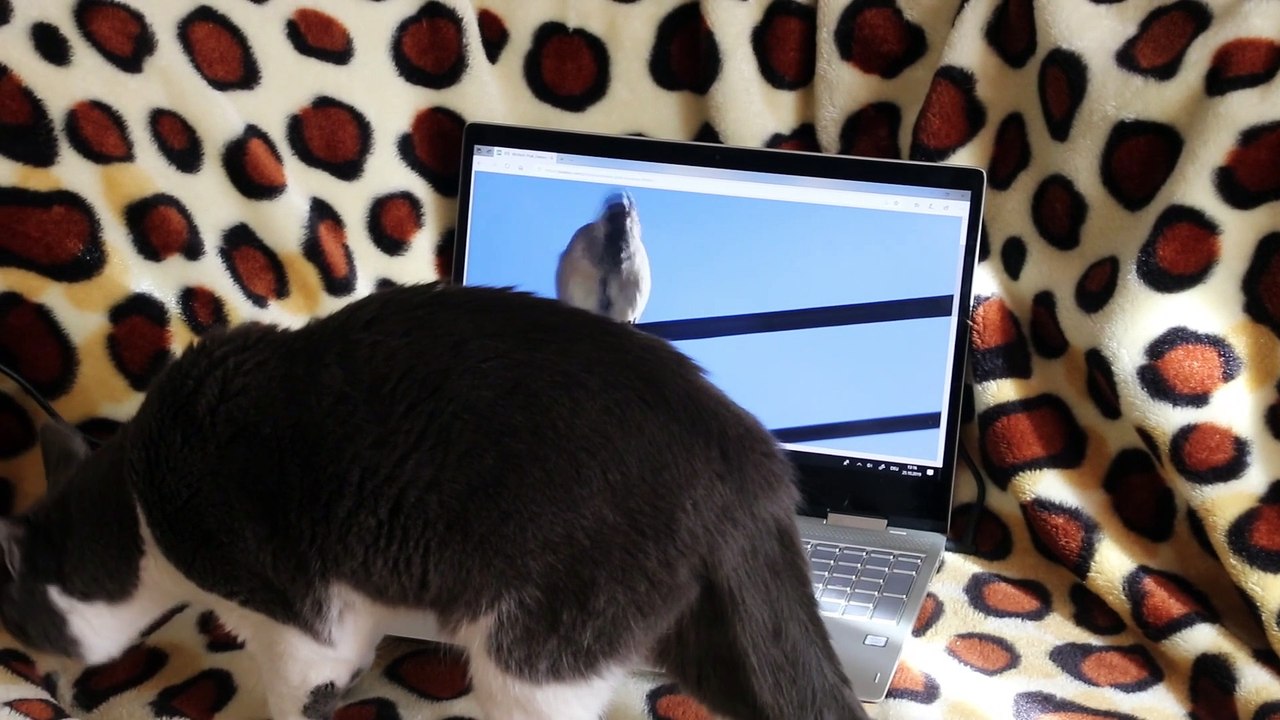 Funny -cat