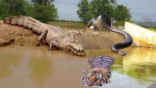 Crocodile Big Mistake Scramble For Food’s Tiger And The Unexpected - Anaconda vs Leopard