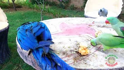 Baby Blue and Gold Macaw in Parrot Paradise