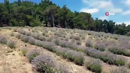 Kazdağları'nda lavanta yetiştiriliyor