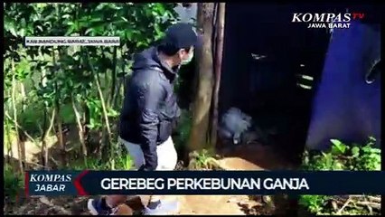1 Hektar Ladang Ganja Ditemukan Di Bandung