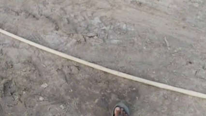 White Breeding mating Goats