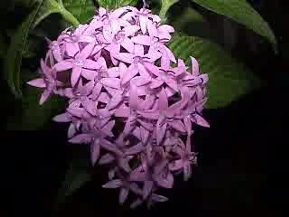 Louange à l'Esprit Saint (Charles Padeau/Marcel Réfamiha)