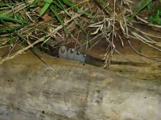 « Les doigts de l’Homme mort », une espèce de champignons effrayante !