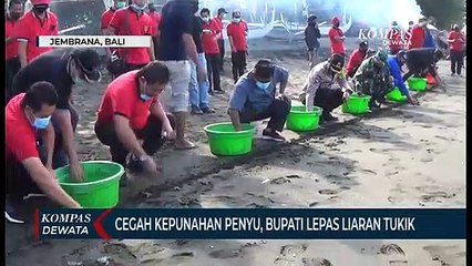 Pelepasan Ratusan Tukik, Selamatkan Penyu Dari Kepunahan
