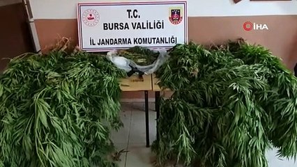 20 yıl hapis cezası bulunan şüpheli ormanlık alanda esrar tarlasında yakalandı