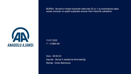 Bursa'da firari hükümlü kenevir yetiştirdiği bahçede yakalandı