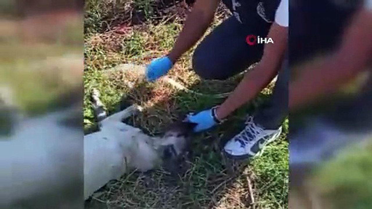 Fedakâr polis, susuzluktan fenalaşan köpeğe elleriyle su içirdi