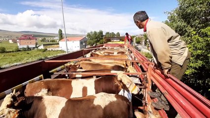 Kurbanlık sevkiyatları hız kazandı - ARDAHAN