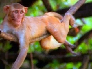 Baby Einstein S01E04 - Baby Dolittle World Animals