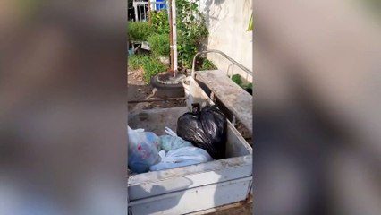 Pet Dog Helps Take Out The Trash