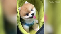 Cute Pomeranian Puppies Doing Funny Things #2 _ Cute and Funny Dogs