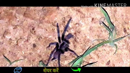 दुनियां के सबसे खतरनाक कीड़े/dangerous spider/  #प्रकृतिकेउपहार