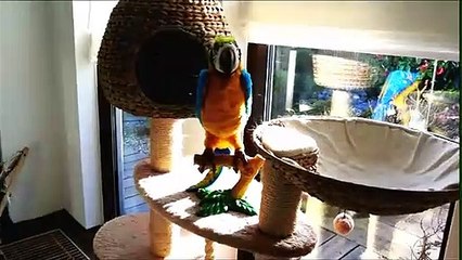Cat gets woken up by parrot and they're instantly best friends