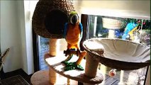 Cat gets woken up by parrot and they're instantly best friends
