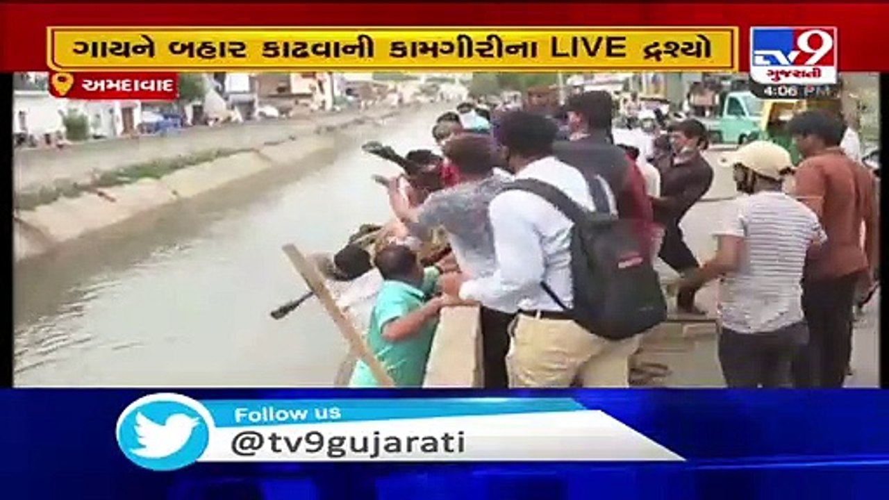 Cow rescued after falling into a canal , Ahmedabad