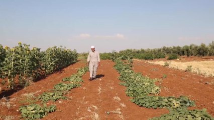 القطاع الزراعي الخاضع للمعارضة بالشمال السوري يشهد تراجعا