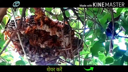 दुनियां के सबसे खतरनाक कीड़े/  सबसे खतरनाक कीट /  इन कीटों से बचकर  रहें  /  खतरनाक  बर्र , ततैया  , तंतैन  /  #प्रकृति के उपहार ,  #तरसेमलाल