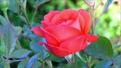 Oraçao e consagraçao a Nossa Senhora da Rosa Mistica