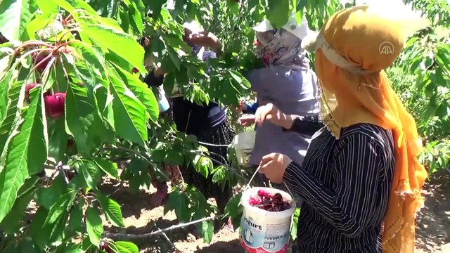Ahlat'ta kiraz hasadı başladı - BİTLİS