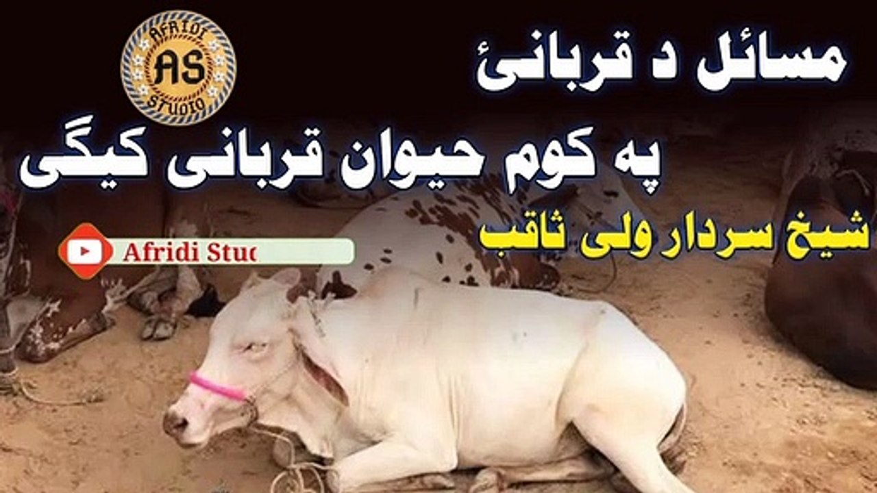 مسائل د قربانئ | پہ کوم حیوان قربانی کیگی | شیخ سردار ولی | Pa kom khaiwan qurbani kegey | Sardar