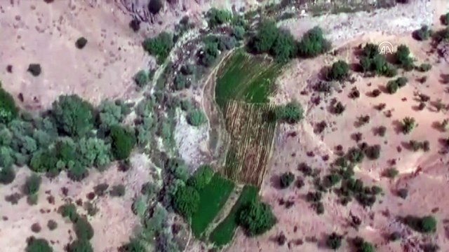 Bingöl'de 15 günde 7 milyon kök Hint keneviri imha edildi