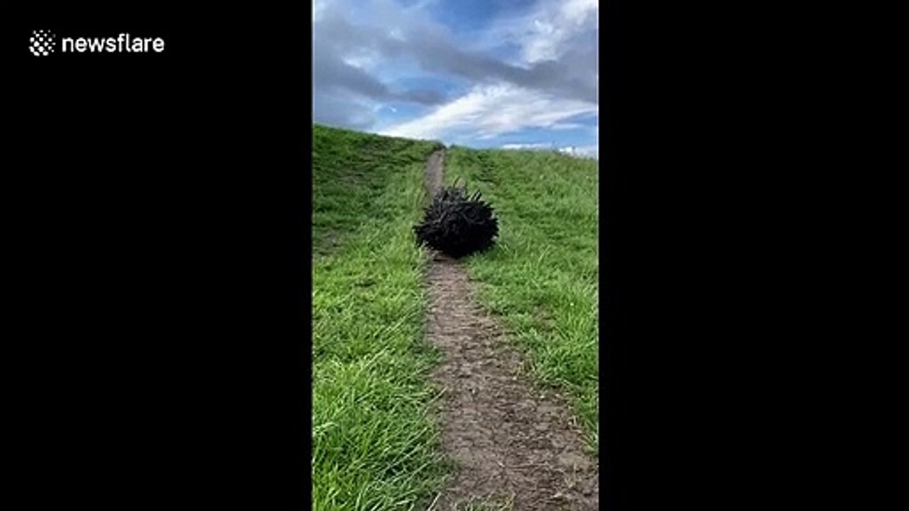 Slow-mo video shows dog's incredible 'dreadlock' hairstyle