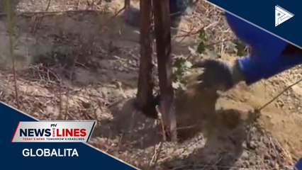 GLOBAL NEWS | California Youth Conservations plant trees during pandemic