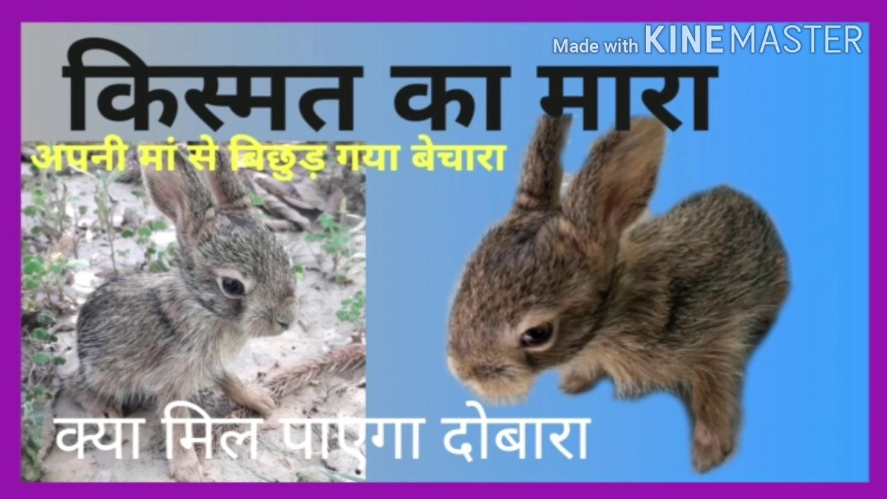 किस्मत  का  मारा ,  मां से बिछुड़ गया बेचारा , खरगोश का बच्चा